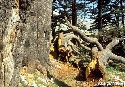 Cedars